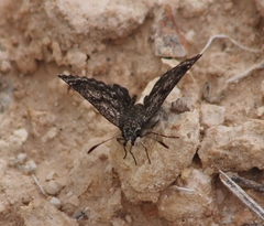 Hesperopsis alpheus