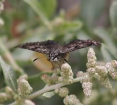 Hesperopsis alpheus