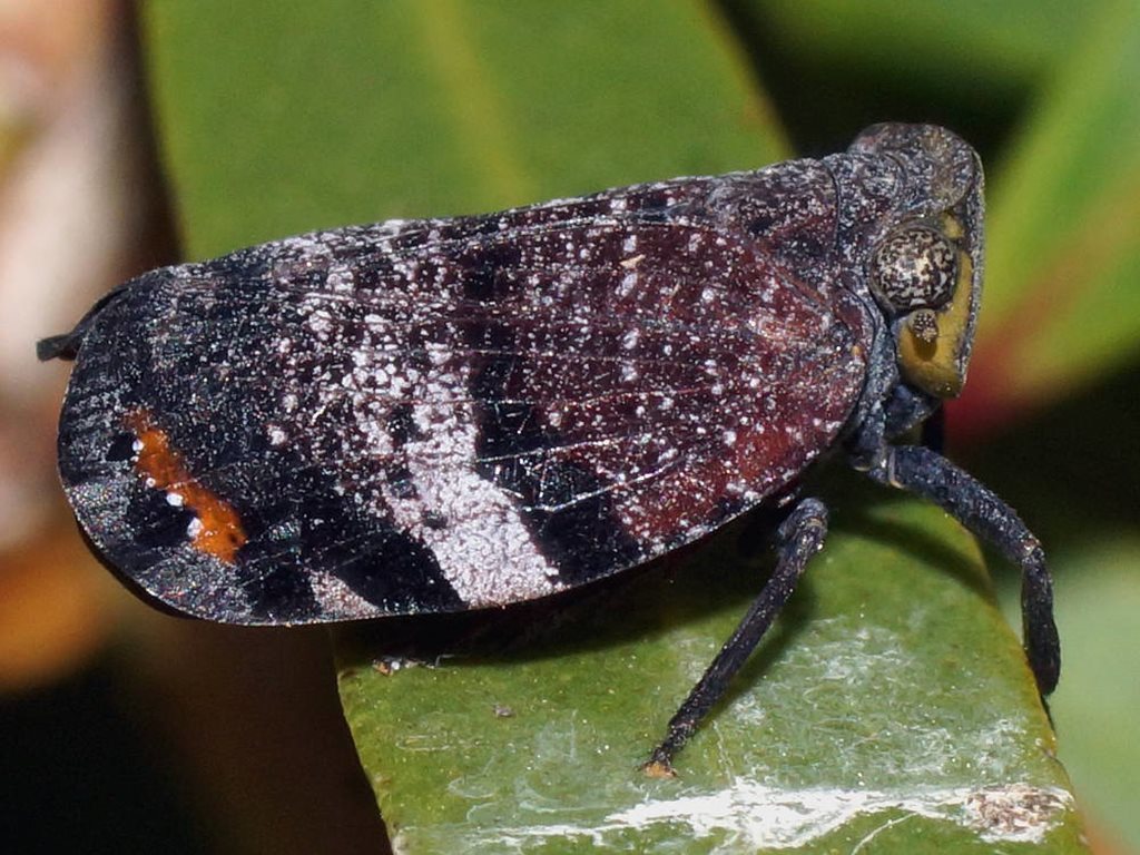 Platybrachys lurida