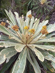 Espeletia rabanalensis