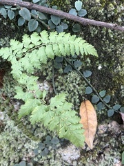 Davallia formosana