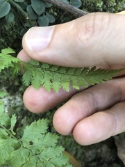 Davallia formosana