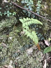 Davallia formosana
