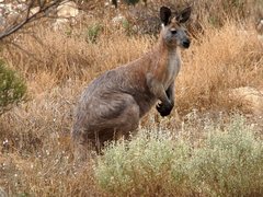 Osphranter robustus erubescens