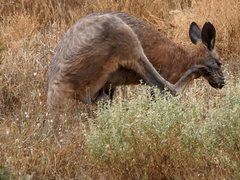 Osphranter robustus erubescens