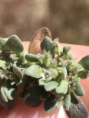 Nama californica