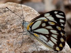 Belenois java teutonia