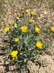 Crepis intermedia