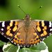 Australian Painted Lady - Photo (c) Ellura Sanctuary, some rights reserved (CC BY-NC-ND), uploaded by Ellura Sanctuary