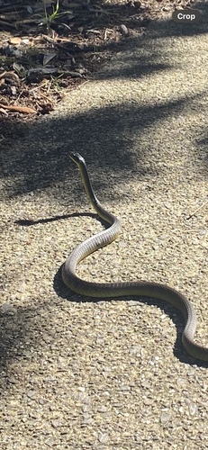Common Tree Snake sighting