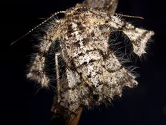 Zermizinga sinuata