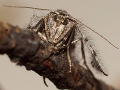 Zermizinga sinuata
