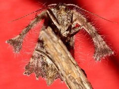 Zermizinga sinuata