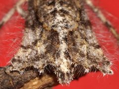Zermizinga sinuata