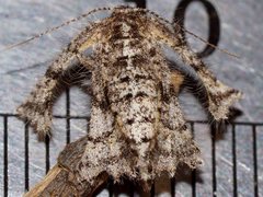 Zermizinga sinuata