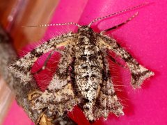 Zermizinga sinuata
