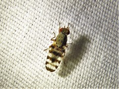 Pseudotephritina
