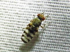 Pseudotephritina