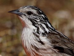 Plectorhyncha lanceolata