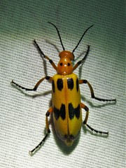 Pyrota fasciata