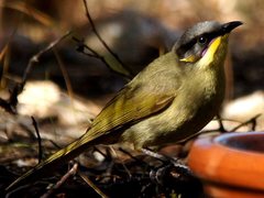 Lichenostomus cratitius