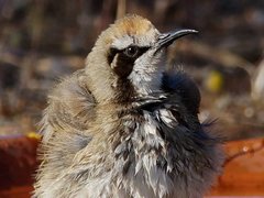 Gliciphila melanops