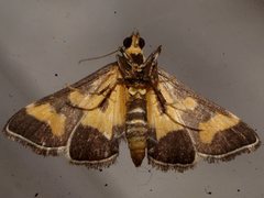 Metallarcha diplochrysa