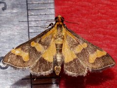Metallarcha diplochrysa