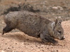 Lasiorhinus latifrons