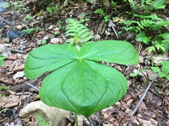 Trillium tschonoskii