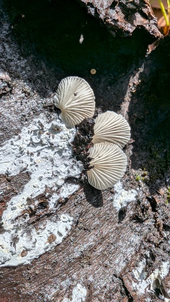 Crepidotus · June 2024 · photo: © atsushi_nakajima_cirque (iNaturalist, cc-by)