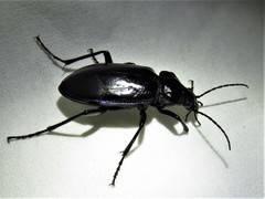 Calosoma macrum