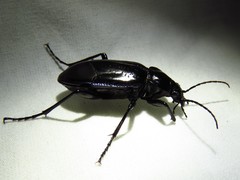 Calosoma macrum