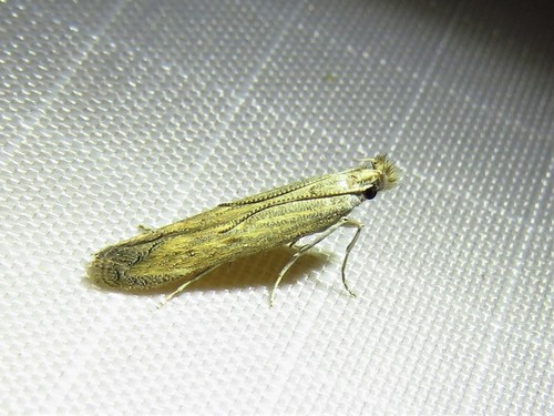 Isophrictis similiella photo 2