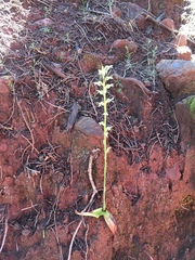 Platanthera leptopetala