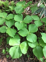 Trillium tschonoskii