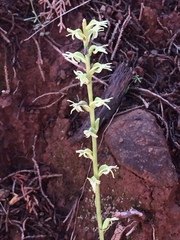 Platanthera leptopetala