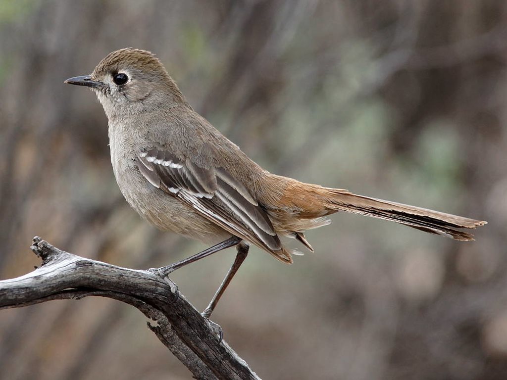 Southern Scrub-Robin photo