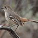 Southern Scrub-Robin - Photo (c) Ellura Sanctuary, some rights reserved (CC BY-NC-ND), uploaded by Ellura Sanctuary