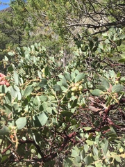 Arctostaphylos viscida pulchella