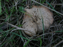 Rhodocybe piperita