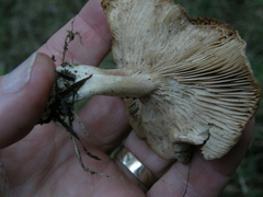 Rhodocybe piperita