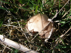 Rhodocybe piperita