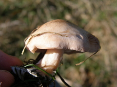 Rhodocybe piperita