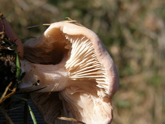 Rhodocybe piperita