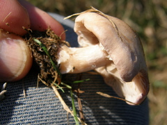 Rhodocybe piperita