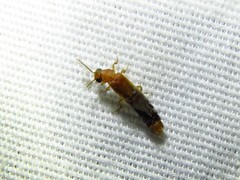 Distremocephalus texanus