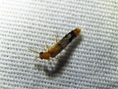 Distremocephalus texanus