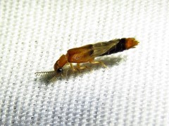 Distremocephalus texanus