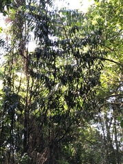 Desmoncus orthacanthos